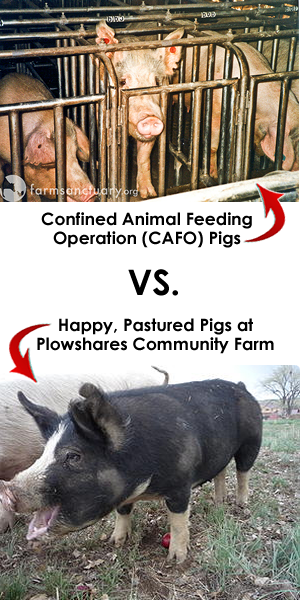 CAFO-Pigs-vs-Pastured-Pigs