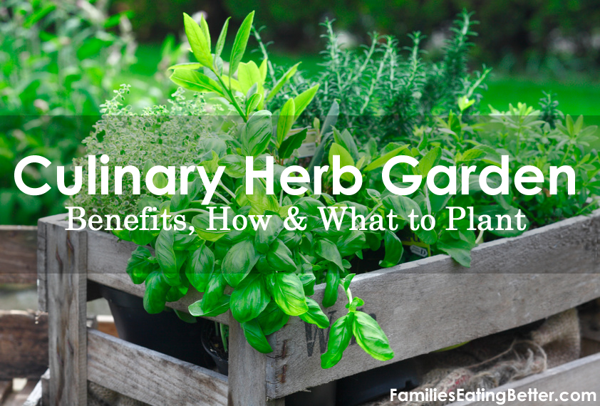Culinary Herb Garden Benefits