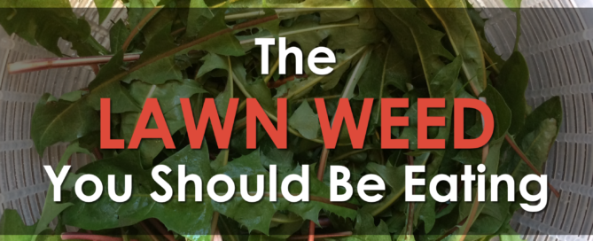 The Lawn Weed You Should Be Eating